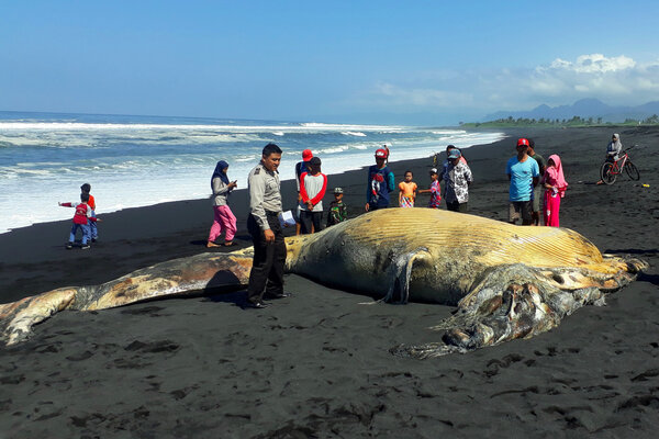  Ikan Paus 11 Meter Terdampar di Lumajang Dikubur