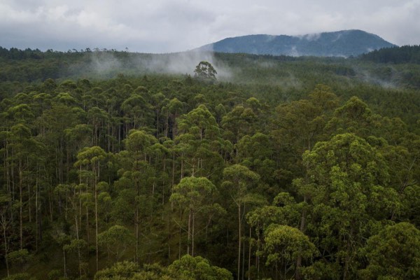 Foto udara hutan Cikole di dekat Bandung, Indonesia, Selasa (6/11/2018)./Antara-Raisan Al Farisi