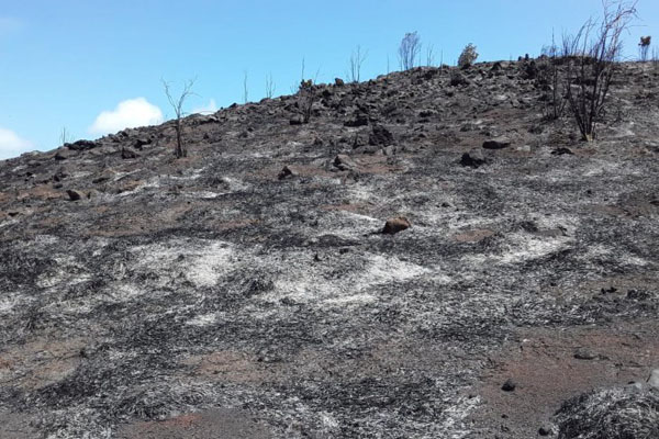  Gunung di Kawasan Wisata Raja Ampat Terbakar