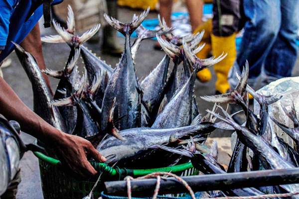  Pelelangan Ikan Online Pertama di Indonesia Diresmikan