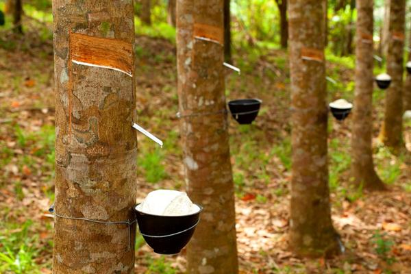  Gugur Daun Serang Lahan Karet, Produksi Berpotensi Turun 15 Persen