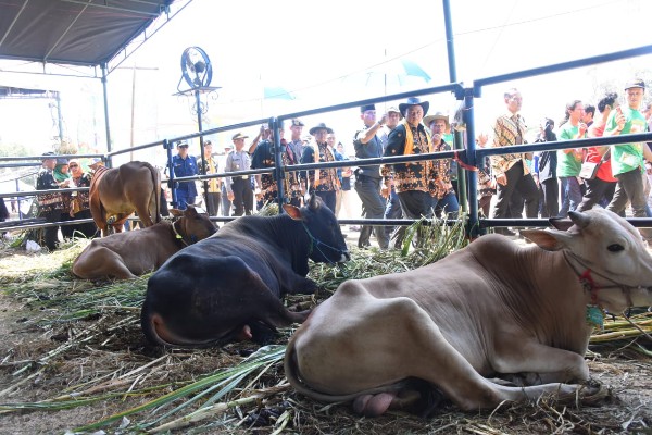  Swasembada Sapi di Jawa Barat Diklaim Berhasil