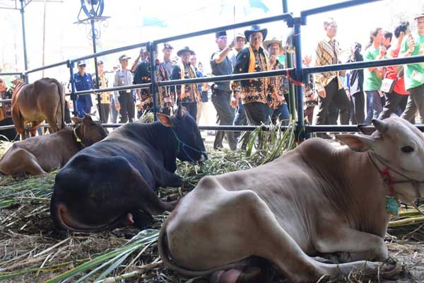  Jabar Klaim Berhasil Swasembada Sapi