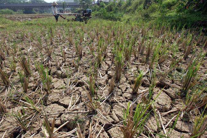  700 Hektare Sawah di Cirebon Dipastikan Puso