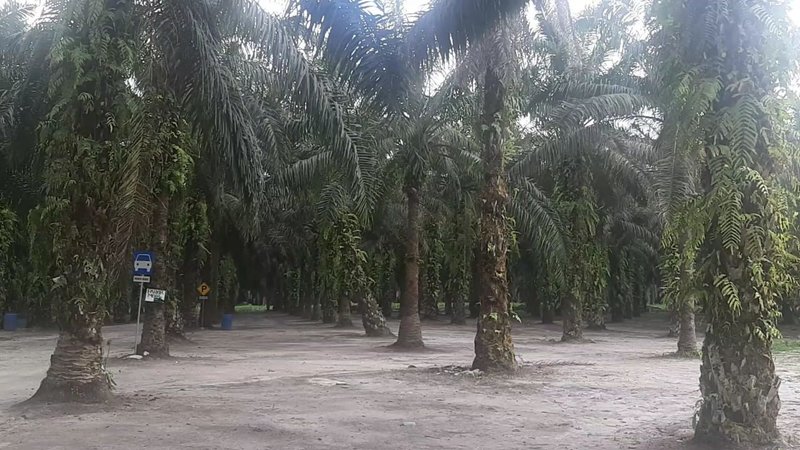  KESEJAHTERAAN PETANI : Melampaui Sawit Berkelanjutan 