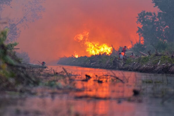  Kebakaran Hutan Riau, Lima Perusahaan Ditegur