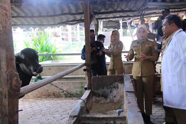  Wakil Walikota Palembang Pantau Hewan Kurban