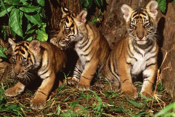 KLHK Lepas Liar 2 Ekor Harimau Sumatra