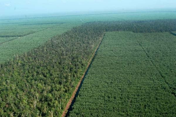 KLHK Pertimbangkan Setop Izin Baru Hutan Tanaman Industri