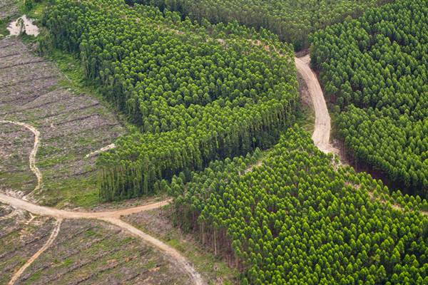 APHI Dukung Rencana Pemerintah Ubah Skema Bisnis Hutan Tanaman Rakyat