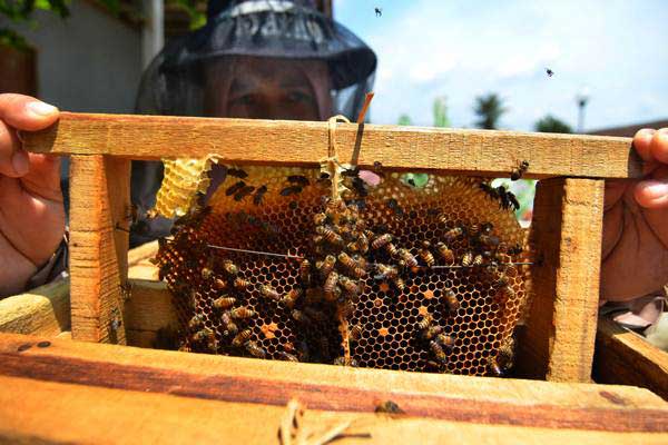 Petani Dede Yanti memanen madu lebah/ANTARA-Adeng Bustomi