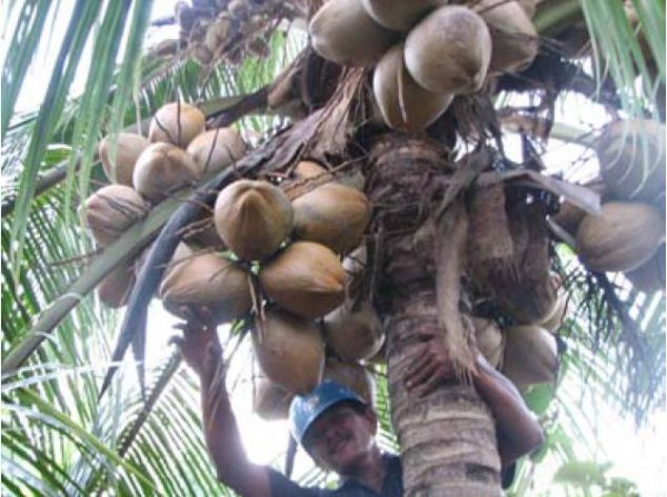  Potensi Nilai Produksi Kelapa Indonesia di Atas Rp50 Triliun