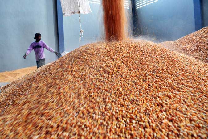  Mengandung Bakteri Berbahaya, 3,1 Ton Benih Jagung Asal India Dimusnahkan