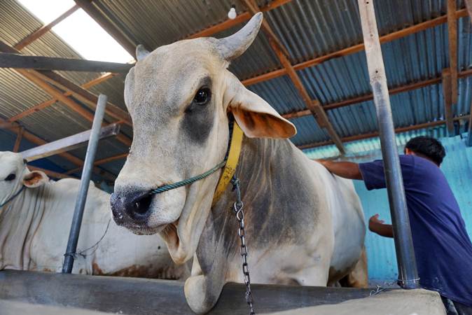  Sapi ini Sudah Dipesan Presiden Jokowi untuk Hewan Kurban