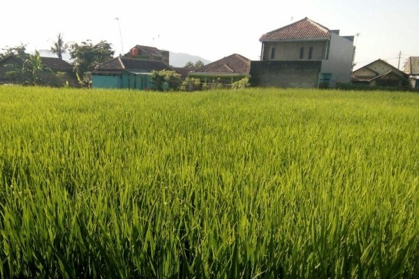  Ekspor Beras Ketan Hitam Terus Digenjot