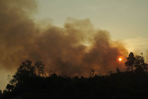  Kebakaran Hutan di Sumsel  Capai 257,9 Hektare