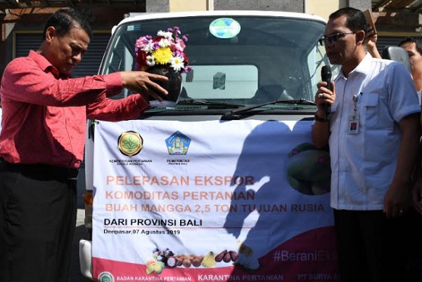  Bali Ekspor 2,5 Ton Mangga Harum Manis ke Rusia