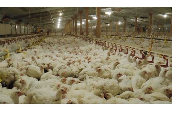  Soal Sengketa Impor Ayam, Indonesia Siap Akomodasi Permintaan Brasil