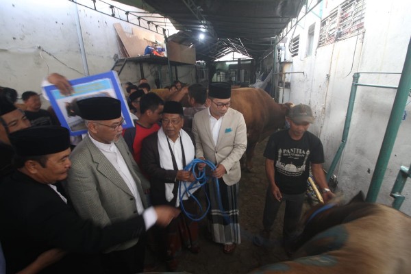  Ridwan Kamil Kurban Sapi Simental 600 Kg di Masjid Raya Bandung