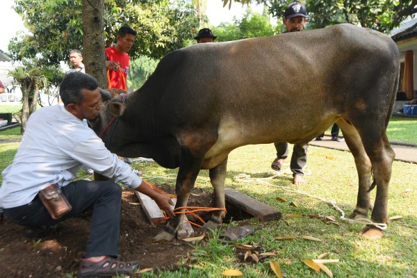  Karyawan Rumah Dinas Gubernur Jabar Potong Satu Sapi