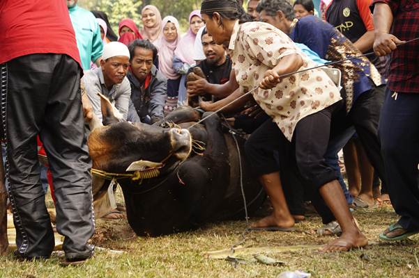  Ditendang Sapi Limosin, 5 Gigi Pria Ini Rontok