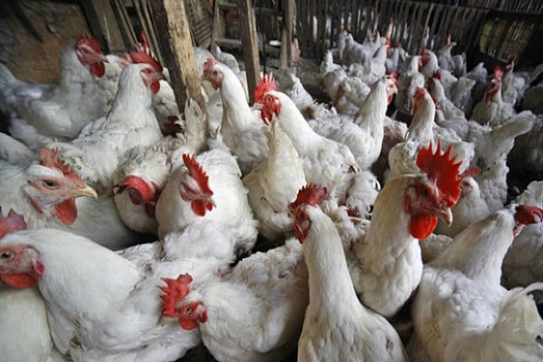  Antisipasi Gejolak Harga Ayam Bisa Dilakukan secara Mandiri