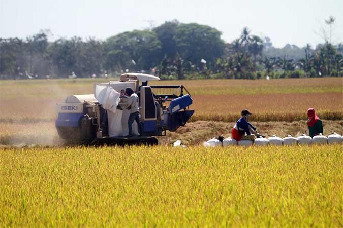  Panen Padi di Maros, Sulawesi Selatan
