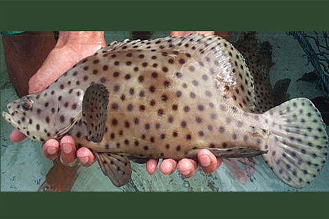  Gandeng TNC, 12 Perusahaan Siap Terapkan Penangkapan Ikan Berkelanjutan
