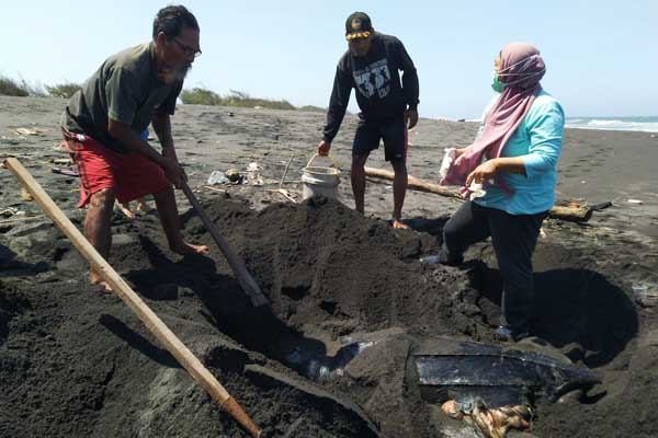  Penyu 2 Meter Membusuk di Pantai Kulonprogo, Ada Luka Terkena Benda Tajam