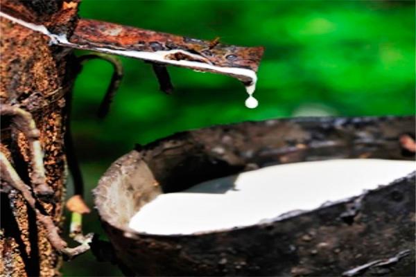  Ekspor Karet Tahun Ini Berisiko Anjlok 20%, Ini Penyebabnya