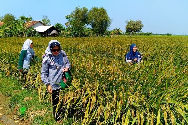  AB2TI Perkenalkan Varietas Padi yang Lebih Tahan Penyakit