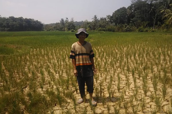  Ribuan Hektare Sawah di Karawang Gagal Tanam
