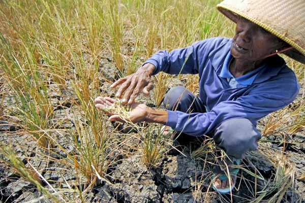  Ini Solusi Kementerian Pertanian untuk Petani yang Terdampak Puso