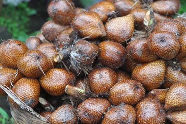  Petani Salak Madu Tiga Johor Deliserdang Tembus Ekspor ke Thailand