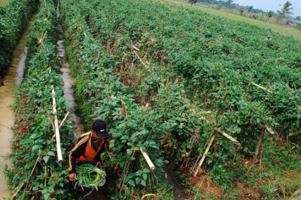 Petani yang tengah memanen sayuran jenis kacang panjang di Tangerang, Banten/Bisnis