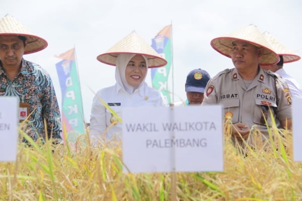  Palembang Tingkatkan Alokasi Dana Pertanian untuk Pertahankan Sawah