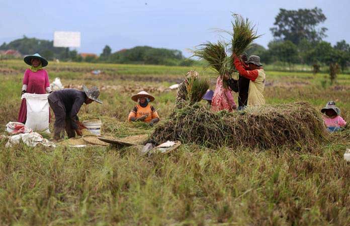  Karawang Panen Padi di Puncak Kemarau