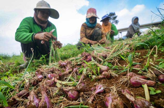  Agustus 2019, Nilai Tukar Petani Naik 0,58 Persen