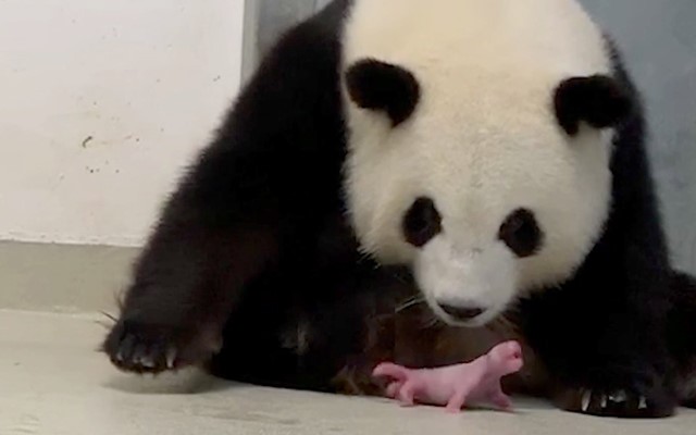 Fenomena Langka, Seekor Panda di Berlin Lahirkan Anak Kembar