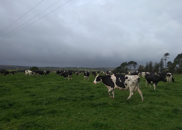  Irlandia : Bertumpu pada Pengelolaan Peternakan Modern