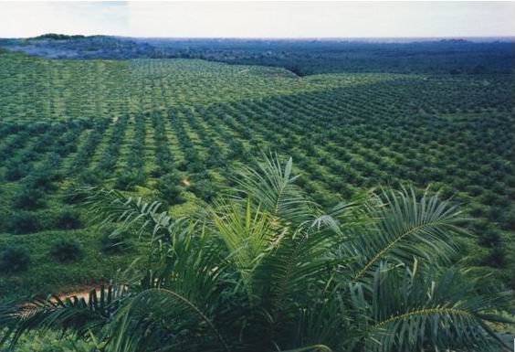  Muara Enim Bidik Peremajaan 5.000 Ha Kebun Sawit