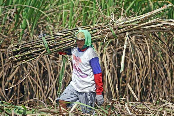 Buruh memanen tebu untuk dikirim ke pabrik gula di Ngawi, Jawa Timur, Selasa (8/8)./ANTARA-Ari Bowo Sucipto