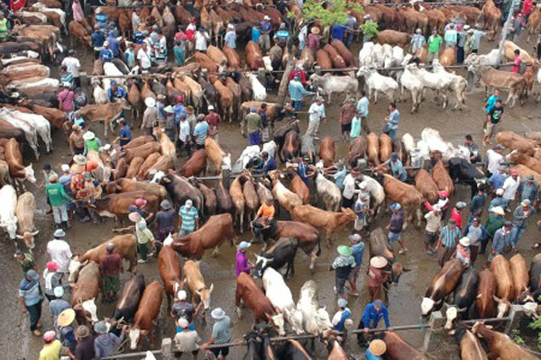  Pengembangan Sapi di Lahan Bekas Tambang dan Sawit, Ini Kendala Kaltim 