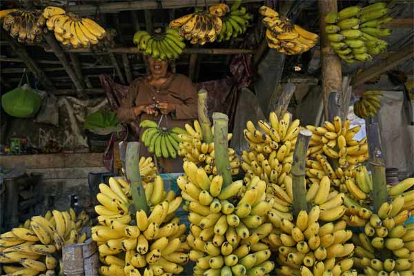  Kemarau Jadi Berkah bagi Petani Buah Tropis