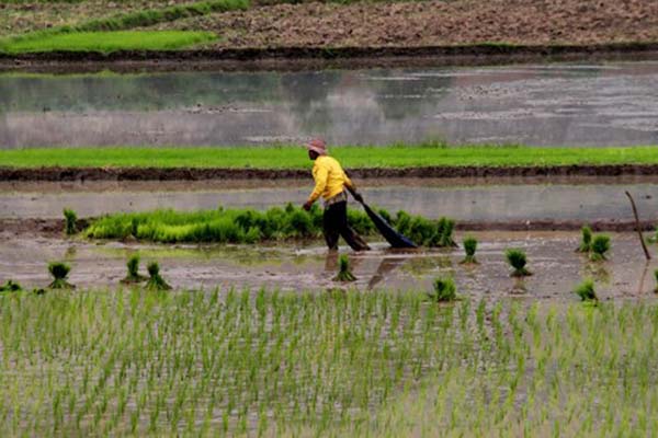 Petani mengangkut benih padi di area pesawahan Pulo Ampel, Serang, Banten, Rabu (17/1/2018)./Antara-Weli Ayu Rejeki