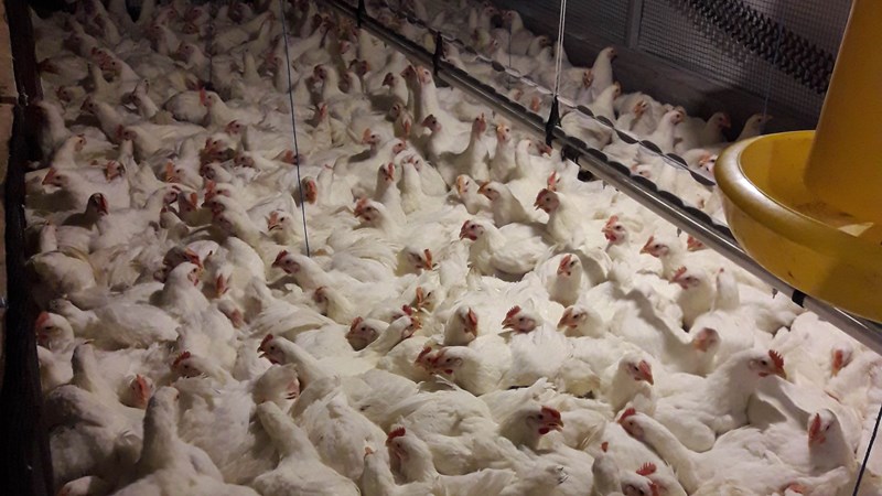  Indonesia Terbitkan Aturan Baru Soal Impor Ayam