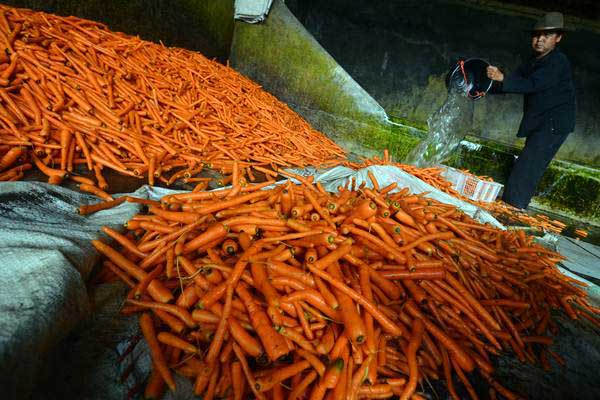  Terdampak Kemarau Panjang, Penjualan Benih Hortikultura Meleset