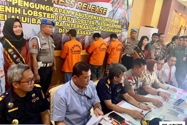  Bersama Aparat Penegak Hukum Bea Cukai Makassar Gagalkan Penyelundupan 19 Ribu Baby Lobster