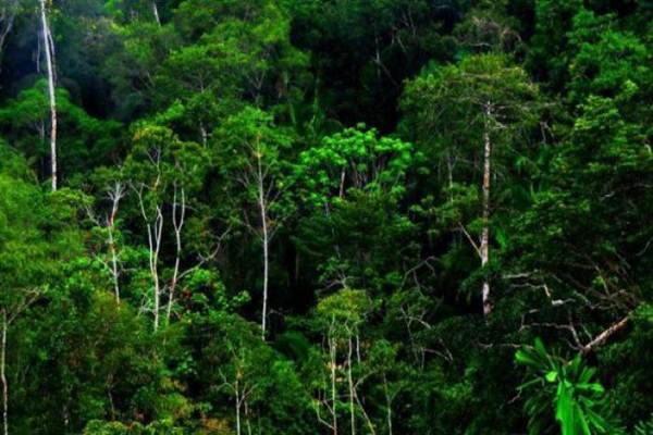 Indonesia Jadi Satu-satunya Negara yang Disebut Maju dalam Menangani Deforestasi
