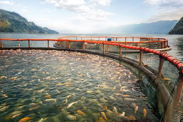  KKP Tebar 266.000 Benih Ikan di Danau Toba